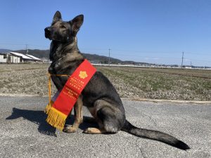 訓練済み犬 販売しております